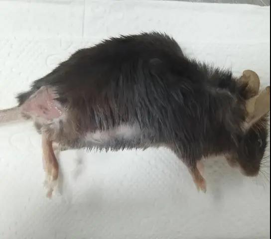 小鼠溃疡性皮炎该怎么办