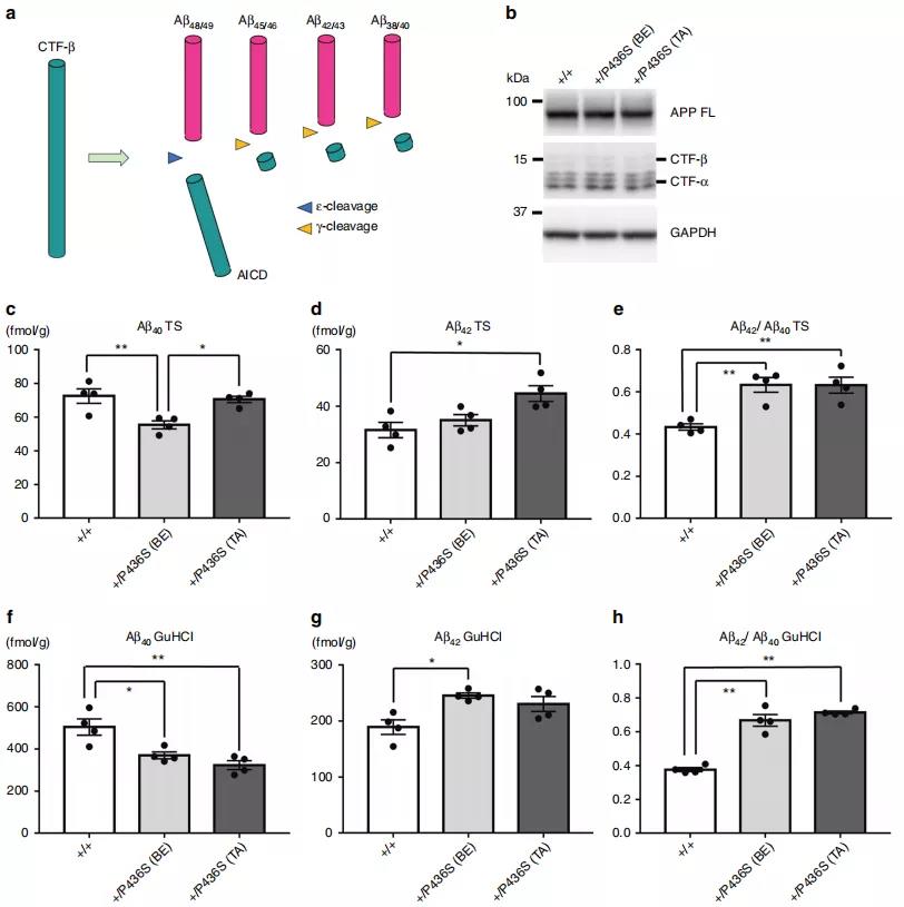 阿尔兹海默病与Psen1基因编辑小鼠