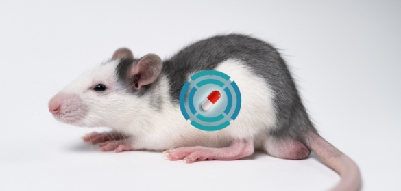 visuel-souris-anipill-capsule.jpg visuel-souris-anipill-capsule.jpg