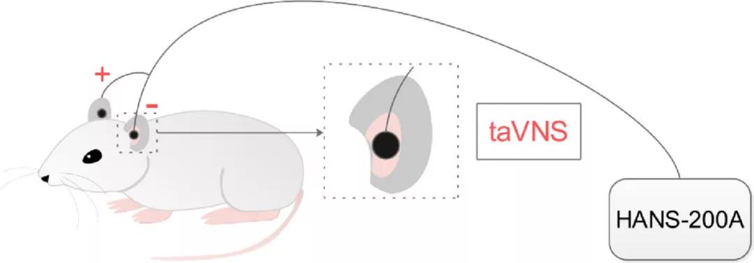 大鼠在神经领域的应用 大鼠在神经领域的应用