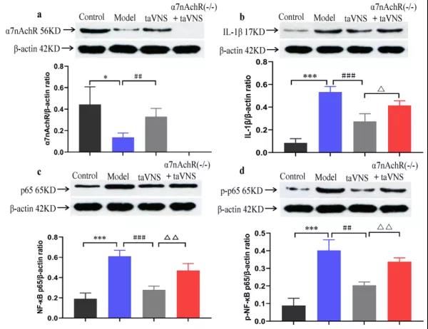 大鼠在神经领域的应用 大鼠在神经领域的应用