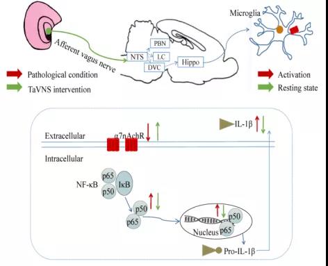 大鼠在神经领域的应用