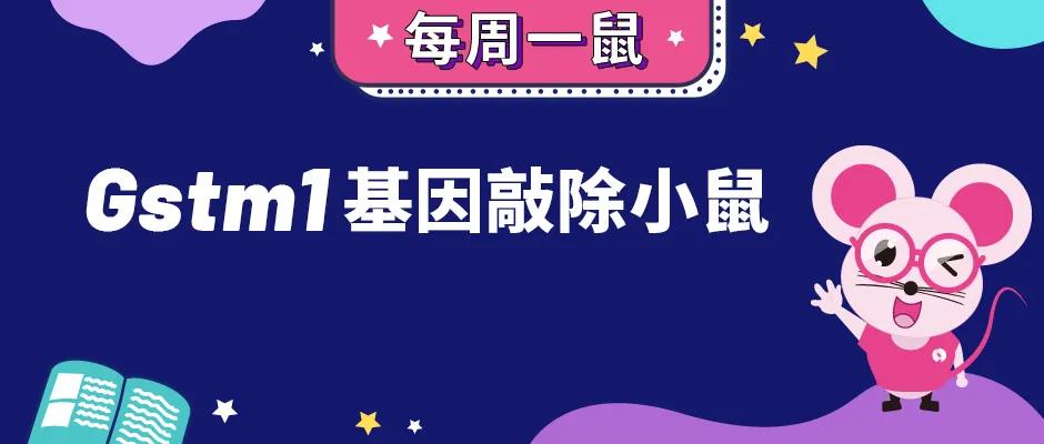 Gstm1基因敲除小鼠