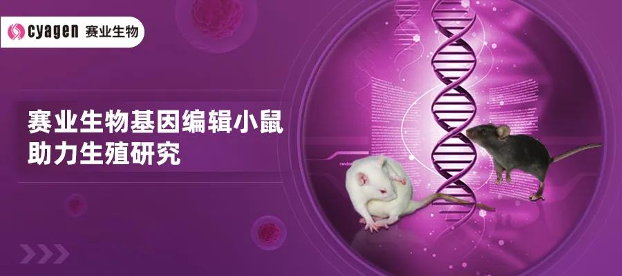 基因编辑小鼠助力生殖研究 基因编辑小鼠助力生殖研究