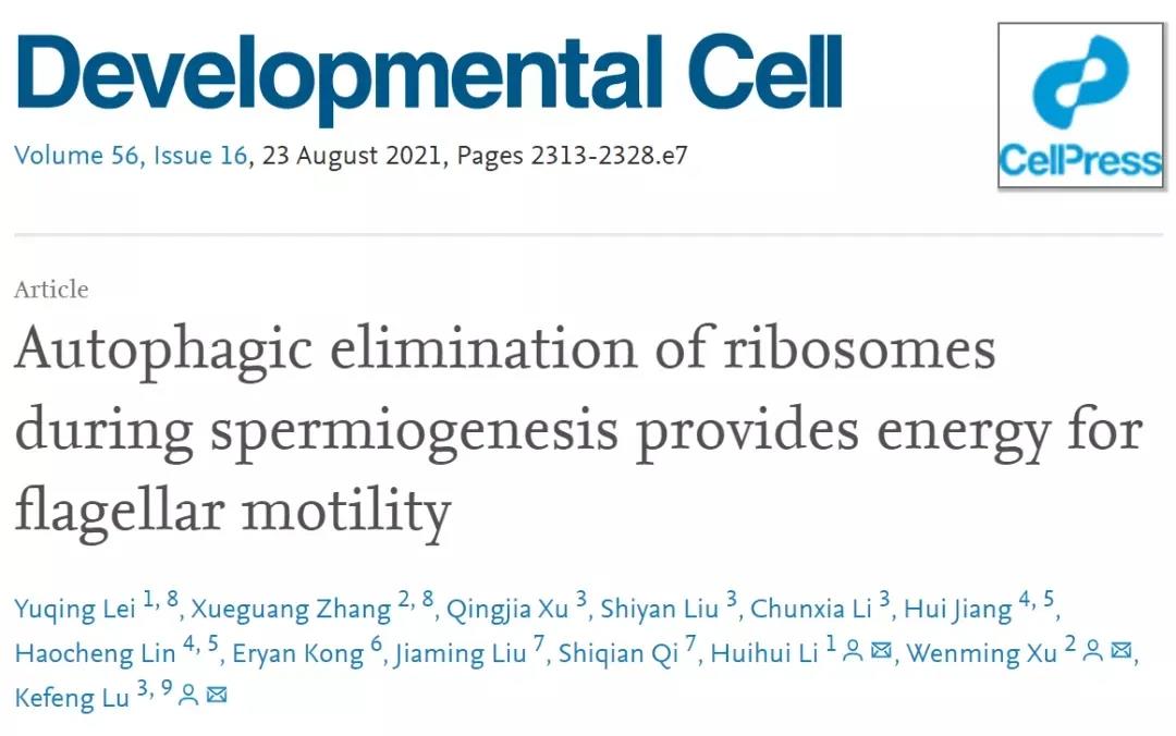 基因编辑小鼠助力生殖研究 基因编辑小鼠助力生殖研究