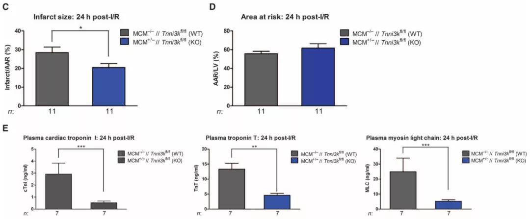 Tnni3k基因编辑小鼠