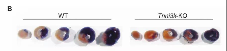 Tnni3k基因编辑小鼠