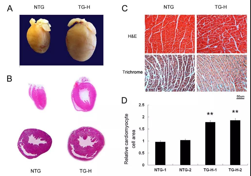 Tnni3k基因编辑小鼠