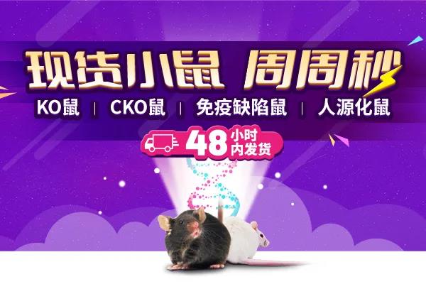 Tnni3k基因编辑小鼠