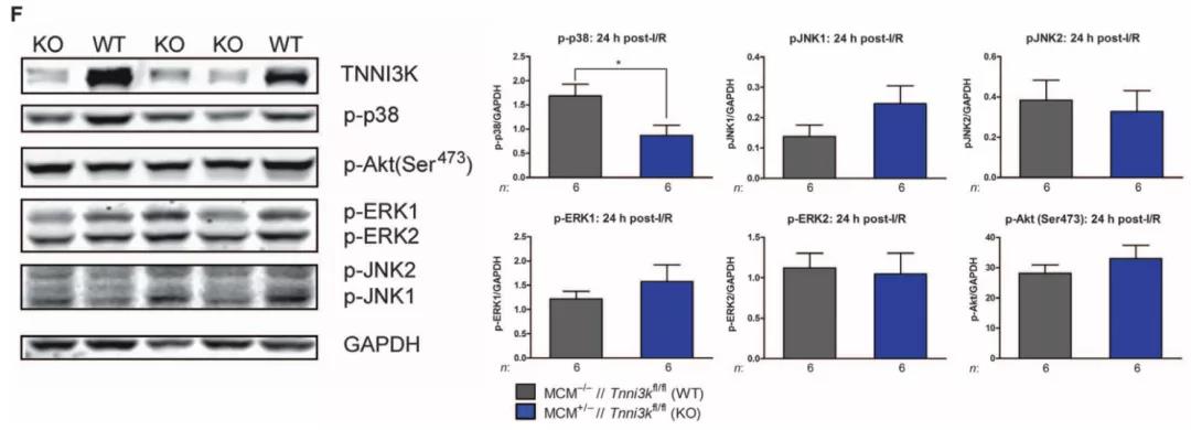 Tnni3k基因编辑小鼠