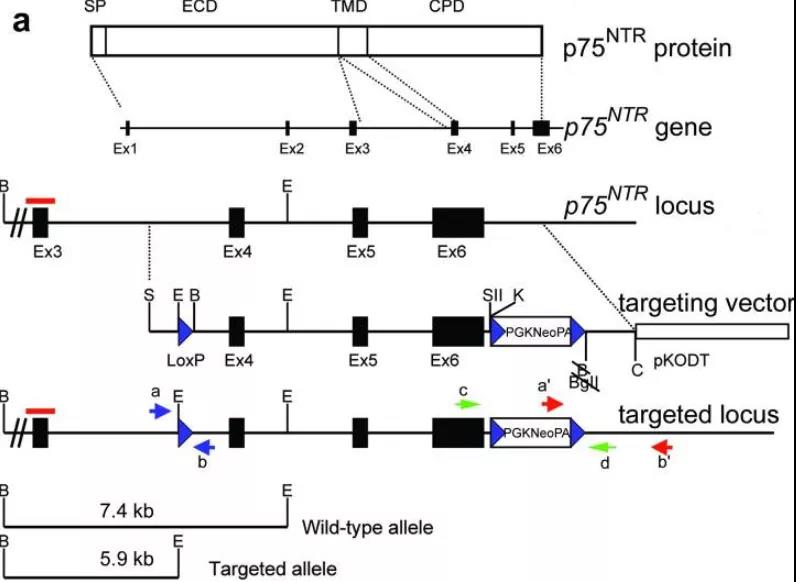 Ngfr基因敲除小鼠
