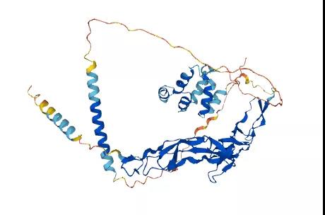 Ngfr基因敲除小鼠
