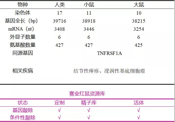 Ngfr基因敲除小鼠