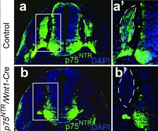 Ngfr基因敲除小鼠