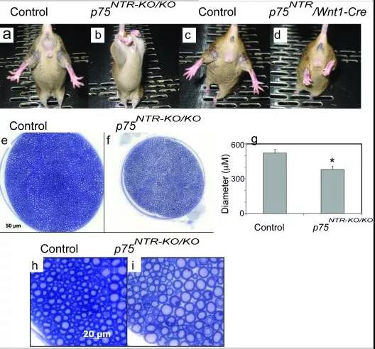 Ngfr基因敲除小鼠