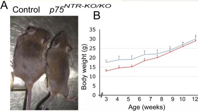 Ngfr基因敲除小鼠