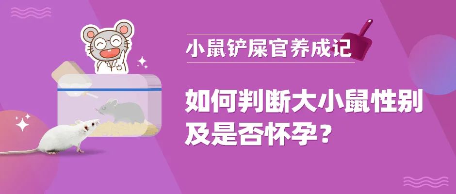 怎么判断大小鼠性别