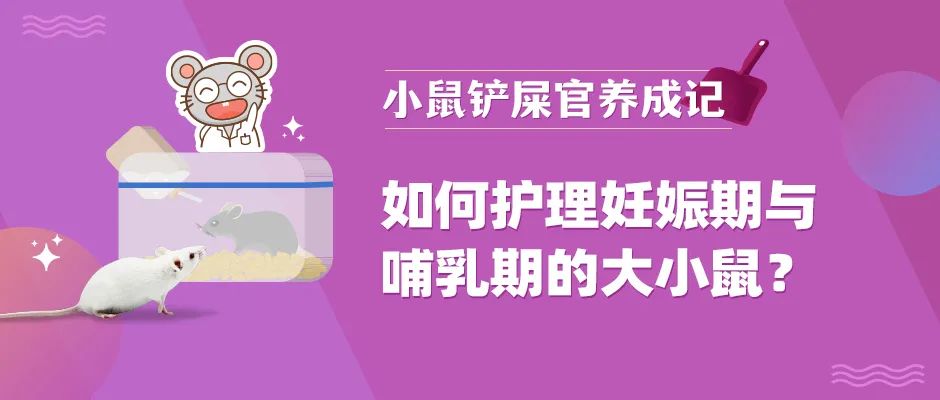 妊娠期与哺乳期大小鼠