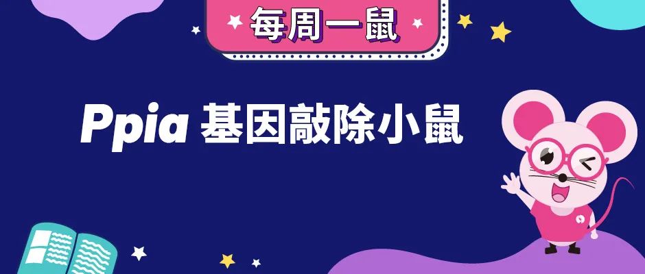 Ppia基因敲除小鼠