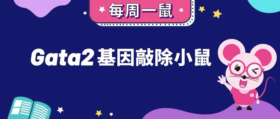 Gata2基因敲除小鼠 Gata2基因敲除小鼠
