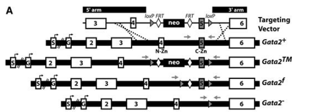 Gata2基因敲除小鼠 Gata2基因敲除小鼠