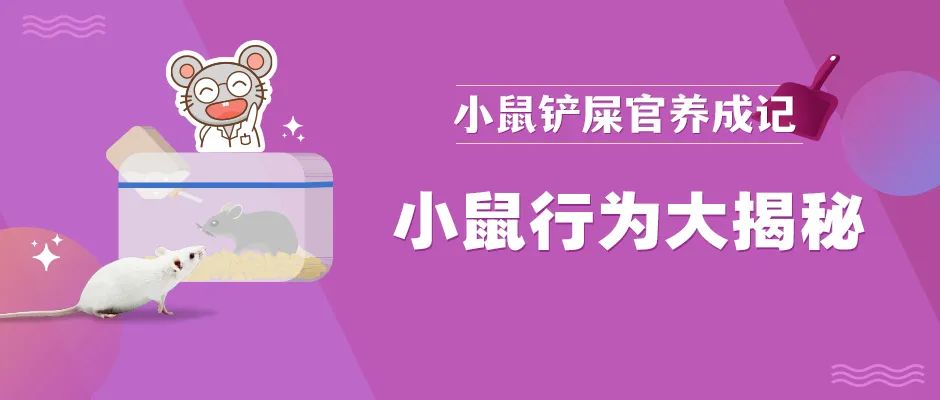 小鼠好斗