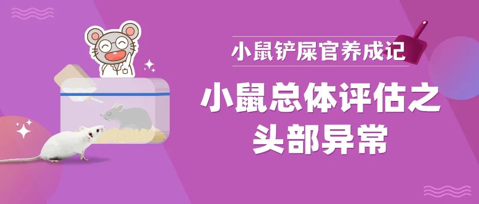 小鼠头部异常