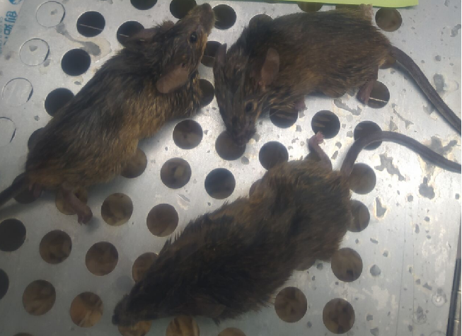 小鼠头部异常 小鼠头部异常