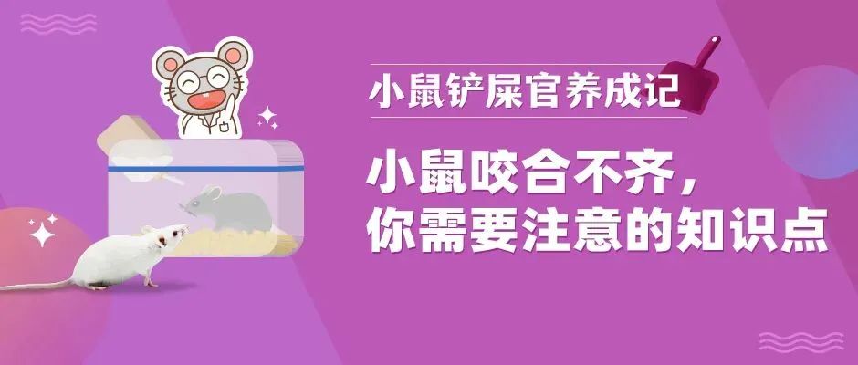 小鼠头部异常 小鼠头部异常
