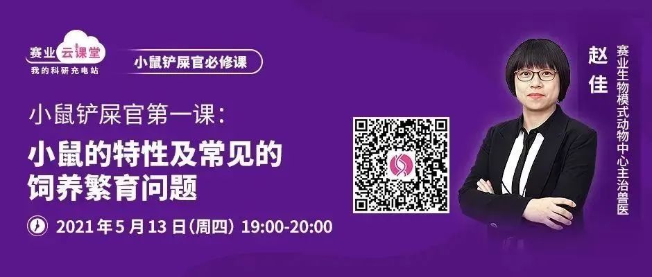 小鼠头部异常