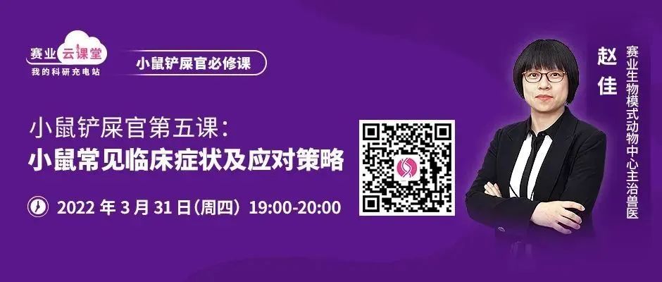 小鼠头部异常
