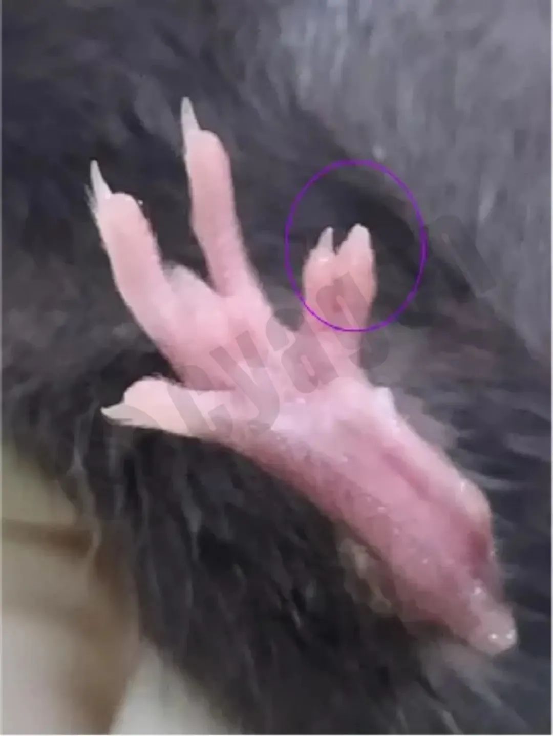 小鼠皮肤状态异常