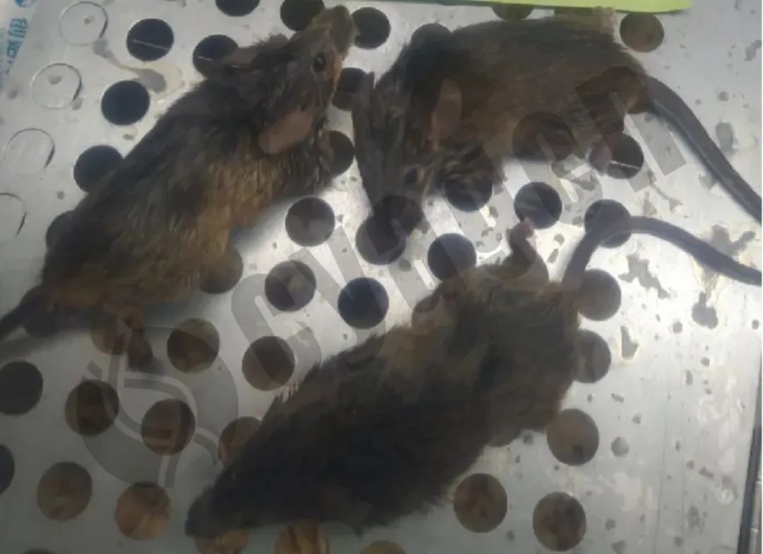 小鼠皮肤状态异常