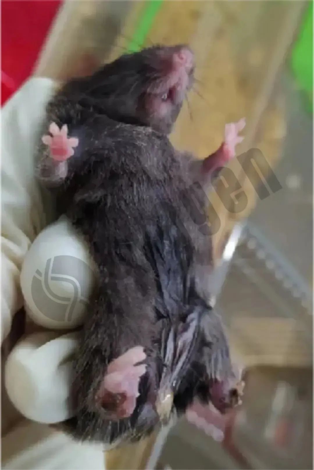 小鼠皮肤状态异常