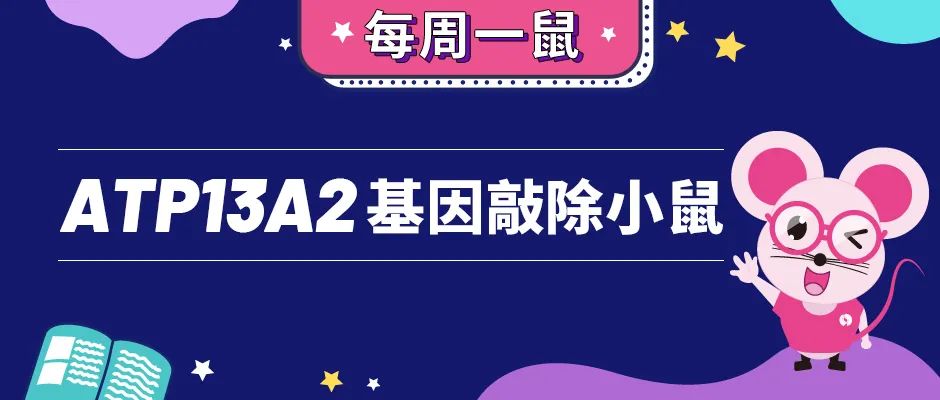 ATP13A2基因敲除小鼠