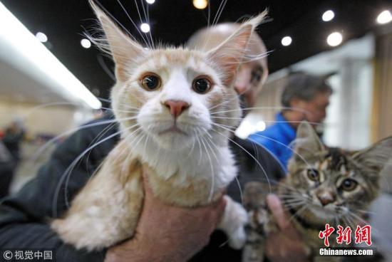 资料图:猫。 图片来源:视觉中国