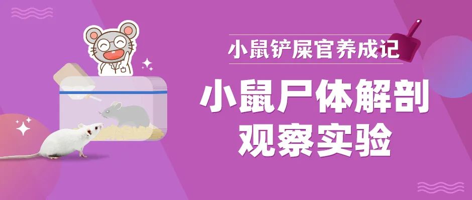 健康小鼠死亡后24小时剖检变化记录