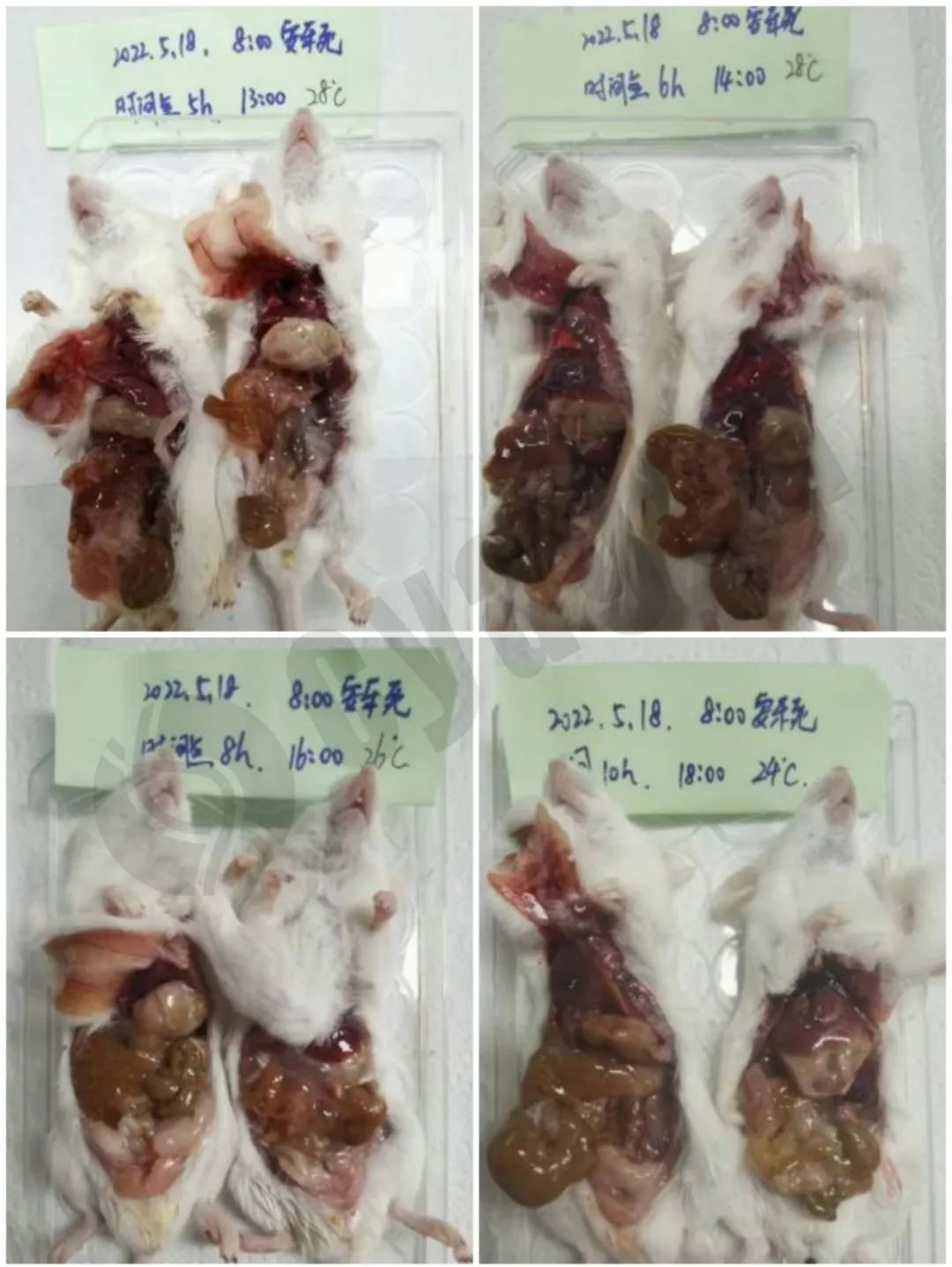 健康小鼠死亡后24小时剖检变化记录