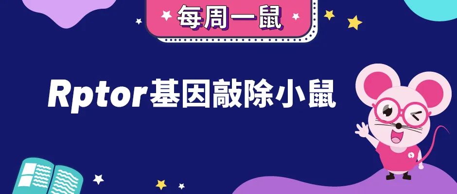 Rptor基因敲除小鼠