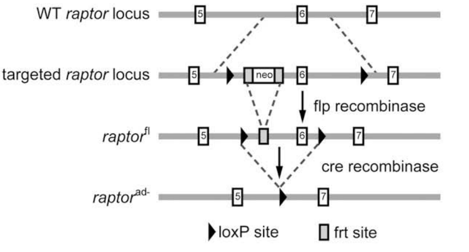 Rptor基因敲除小鼠