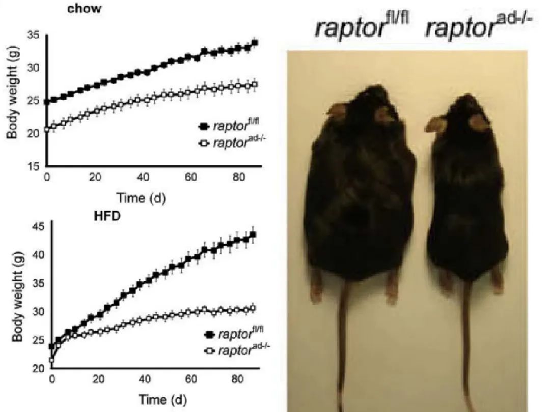 Rptor基因敲除小鼠