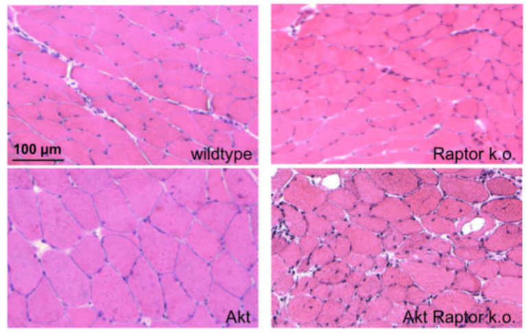 Rptor基因敲除小鼠