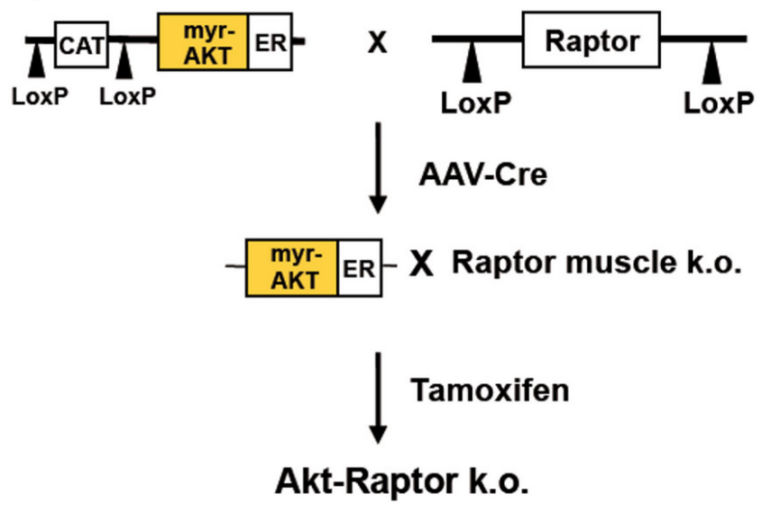 Rptor基因敲除小鼠