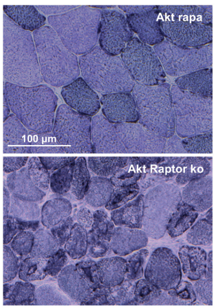 Rptor基因敲除小鼠