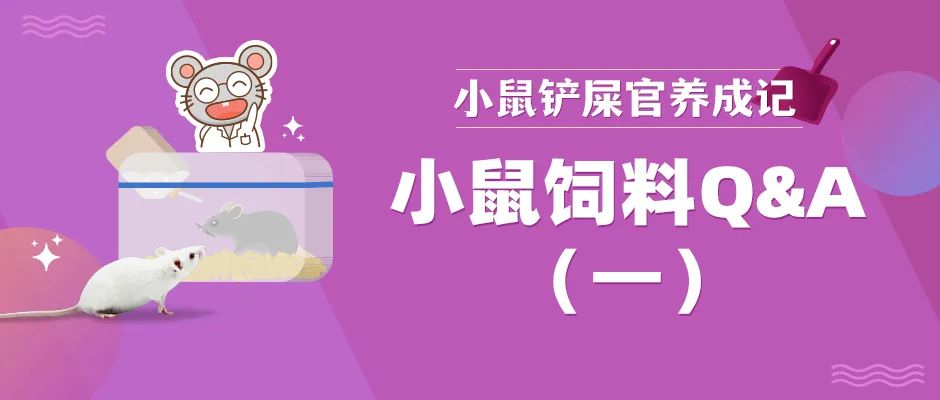 小鼠饲料怎么选