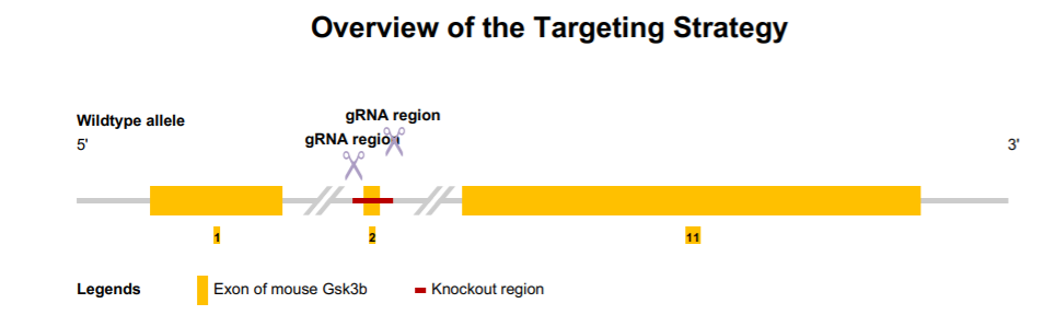 Gsk3b基因敲除小鼠