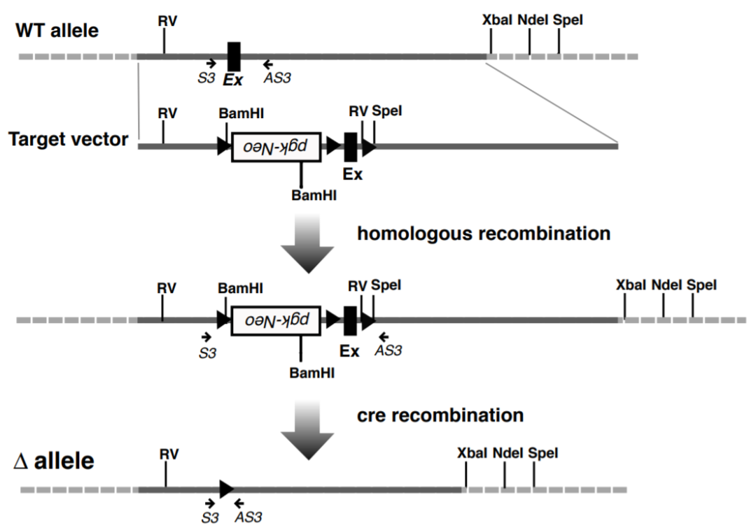 Gsk3b基因敲除小鼠