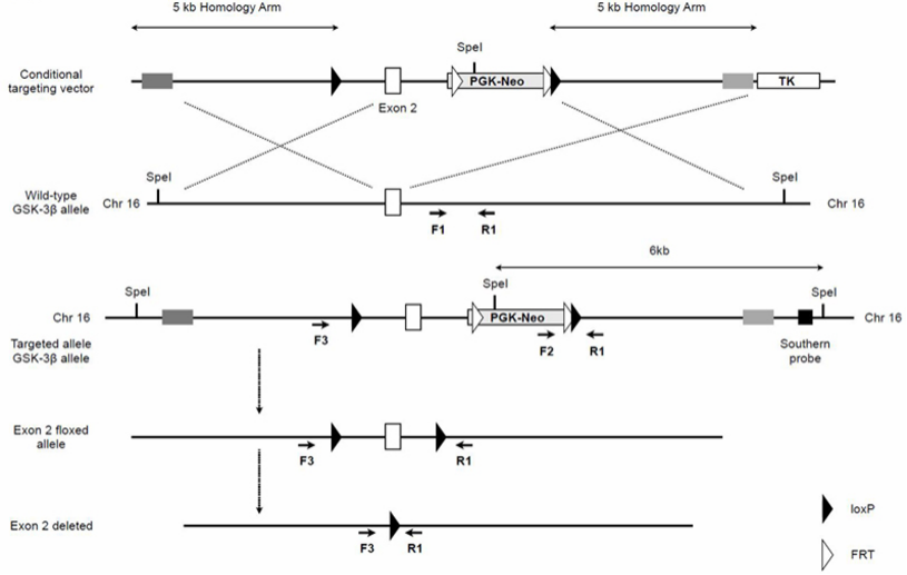 Gsk3b基因敲除小鼠