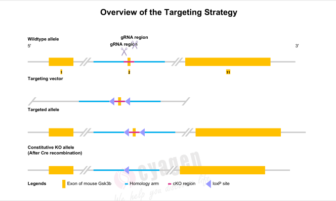Gsk3b基因敲除小鼠