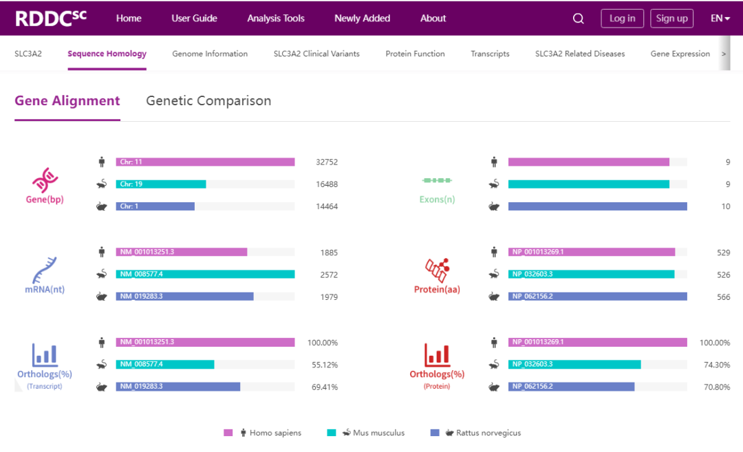 Slc3a2基因敲除小鼠